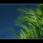 ...růst, až do nebe...