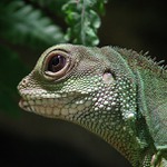 ...strašlivé dračisko...