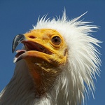 ...sup mrchožravý II...