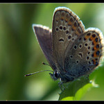 ~<b> siesta </b> ~ <br>
