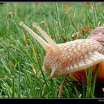 <em>Prchající zahradník...</em>