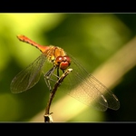 ....Vážka rudá... (Sympetrum sanguineum)