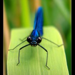 Motýlice lesklá (Calopteryx splendens)