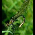 Motýlice lesklá (Calopteryx splendens)