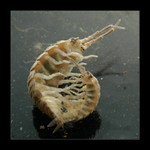 zapomenutí z dávných dob