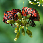 ...mandelinky...ehm...teda...ploštice...