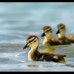 Káčence - len tak pre radosť