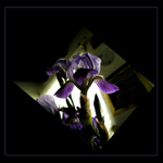 Zátiší s kosatcem