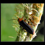 Páteříček sněhový