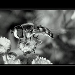 přistání v pozdním odpoledni