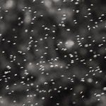 .:...:..:.....:....::....