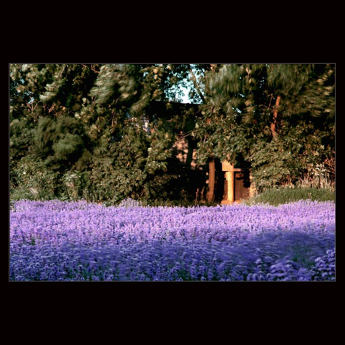 <b>>>LEVANDULA I.<<<bt>