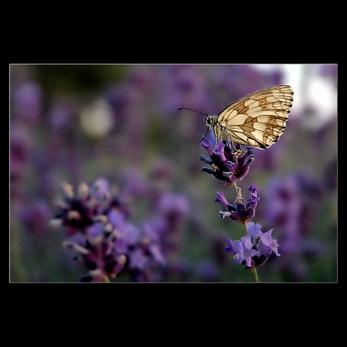 <b>>>LEVANDULA II.<<