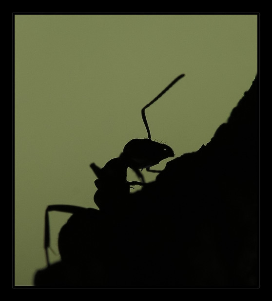 ...silueta...