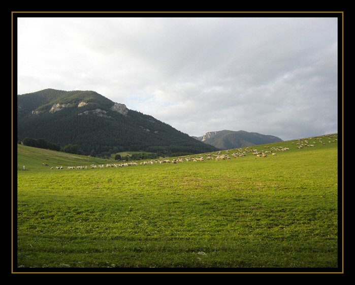 ...ovce na paši....