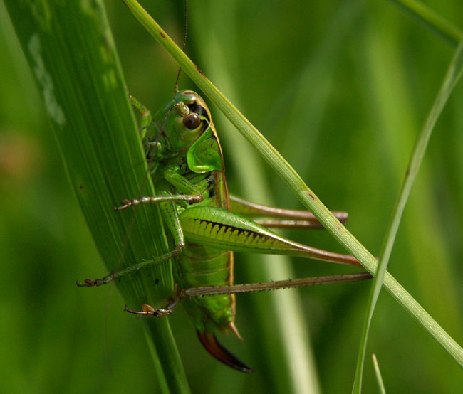 Kobylka