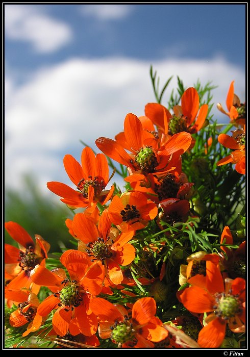 červená krása podruhé