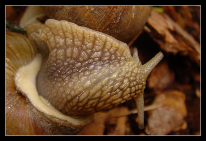 Snail