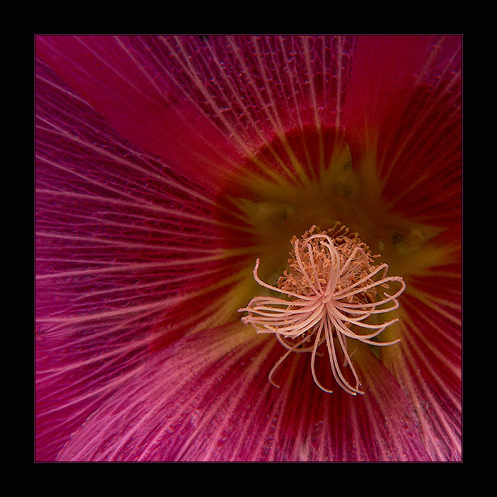 květ květůůů :)