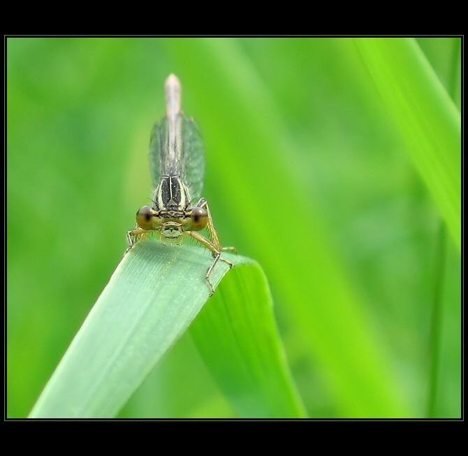 tebe si dám k obědu !