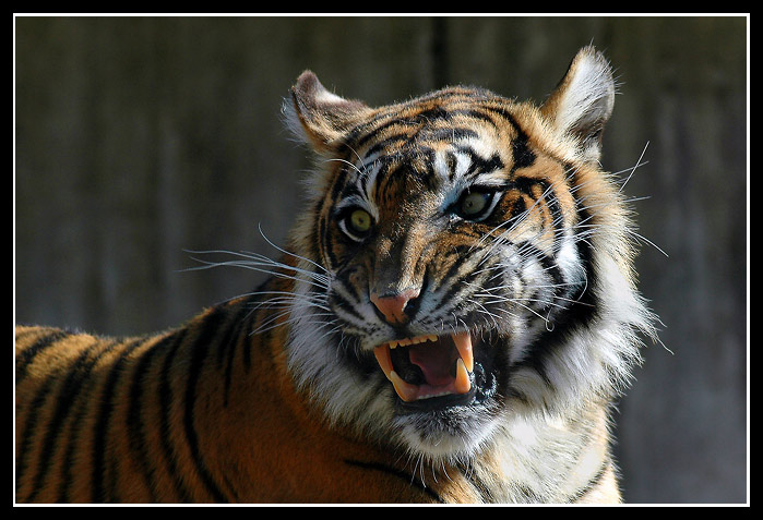 "...a jdu na Tebe ! "