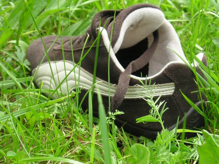 Puma v trávě