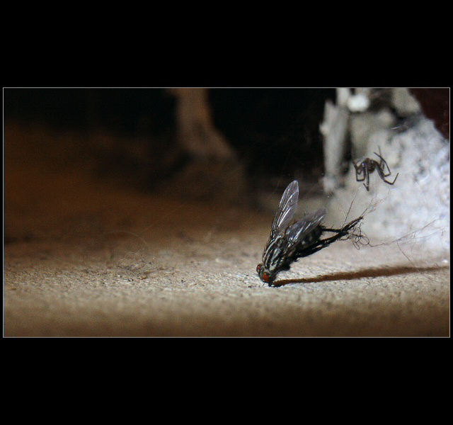 .: Fly :.