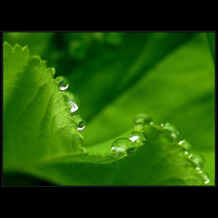 krajka perlami vyšívaná