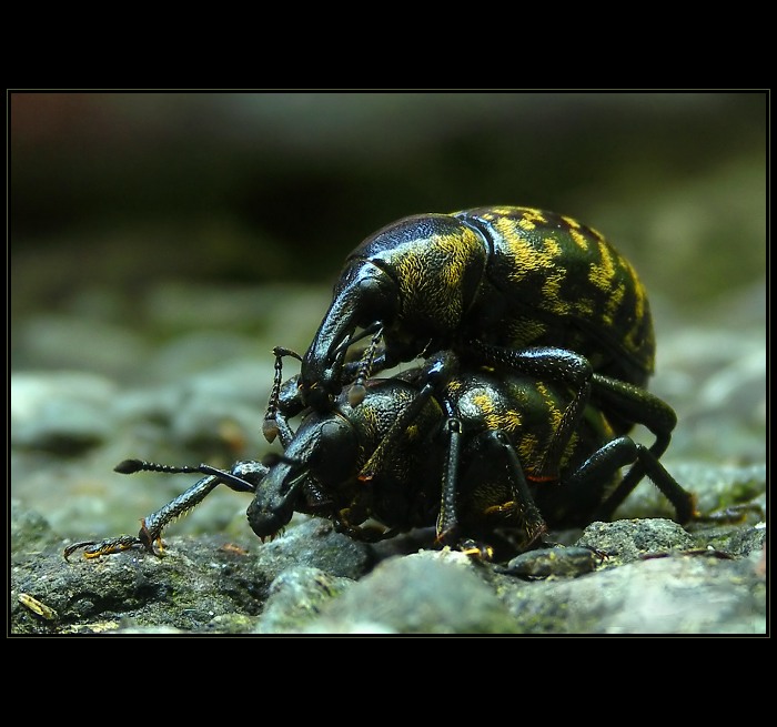 pomoc v nouzi ... :)