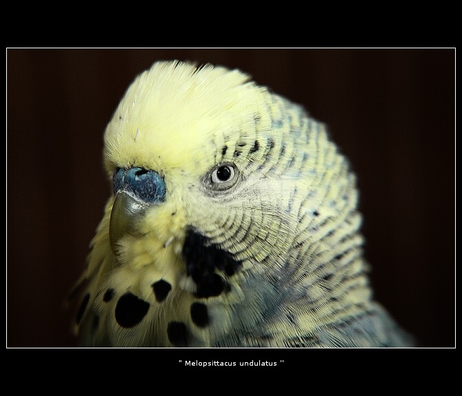 <b><i>Melopsittacus unlulatus</i><br>