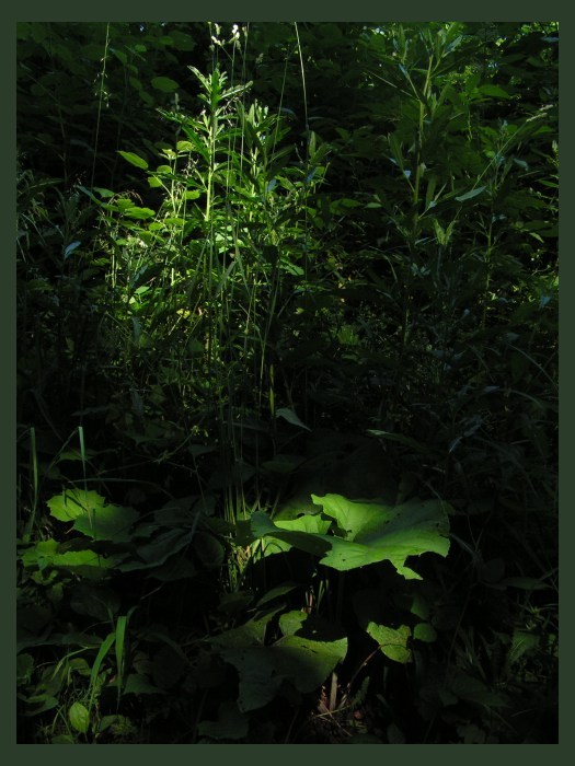 světlo v temném lese