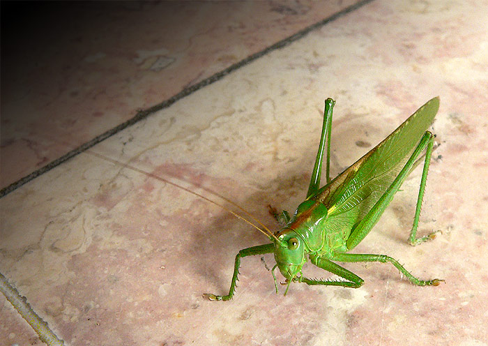 What are you watching for?!?!