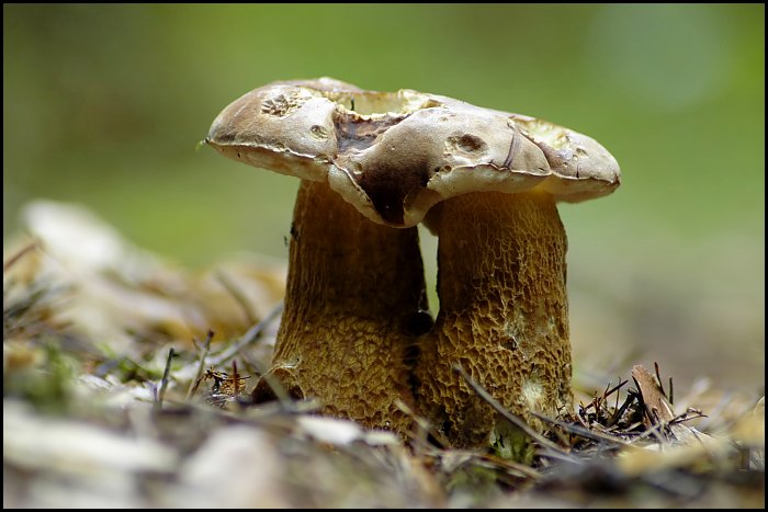 Už zase rostou