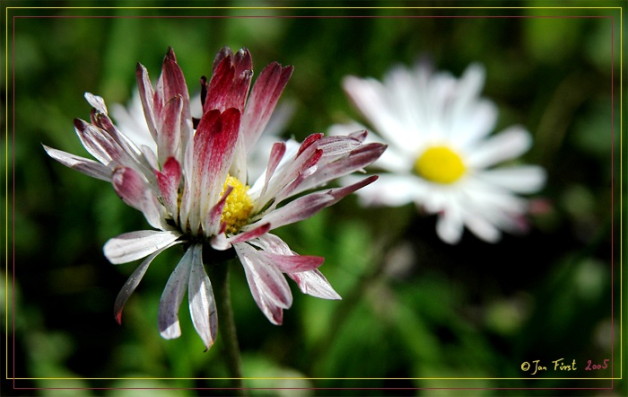 <b><font color=#CC3366>Rozcuchaná<br>