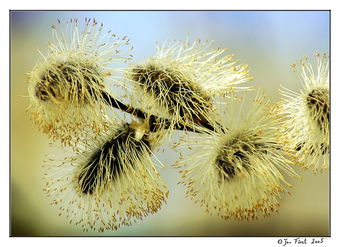 <font color=#000000><b>* Kocouři *<br>