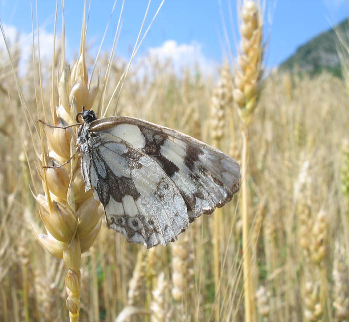 Melanargia galathea