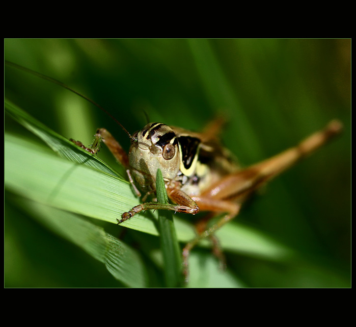 ....hop...