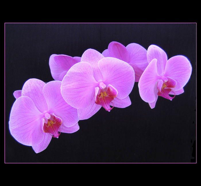 ***PHALAENOPSIS***