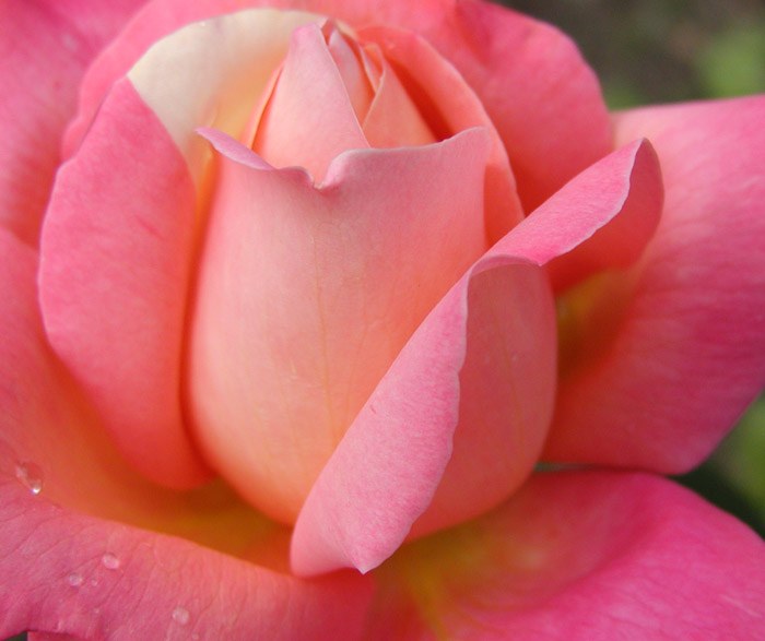 rosa..
