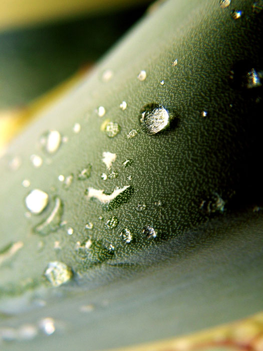 Tears of Nature