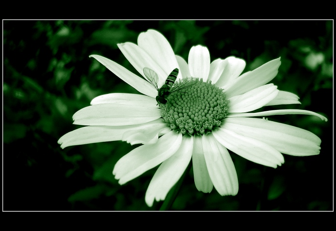 <b>.:Green life:.</b>