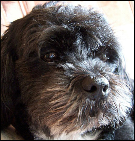 Prosím nerušit - hlídám