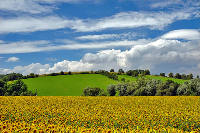 Slunečnice
