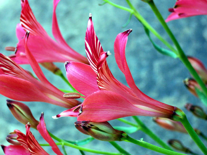 Ness Garden