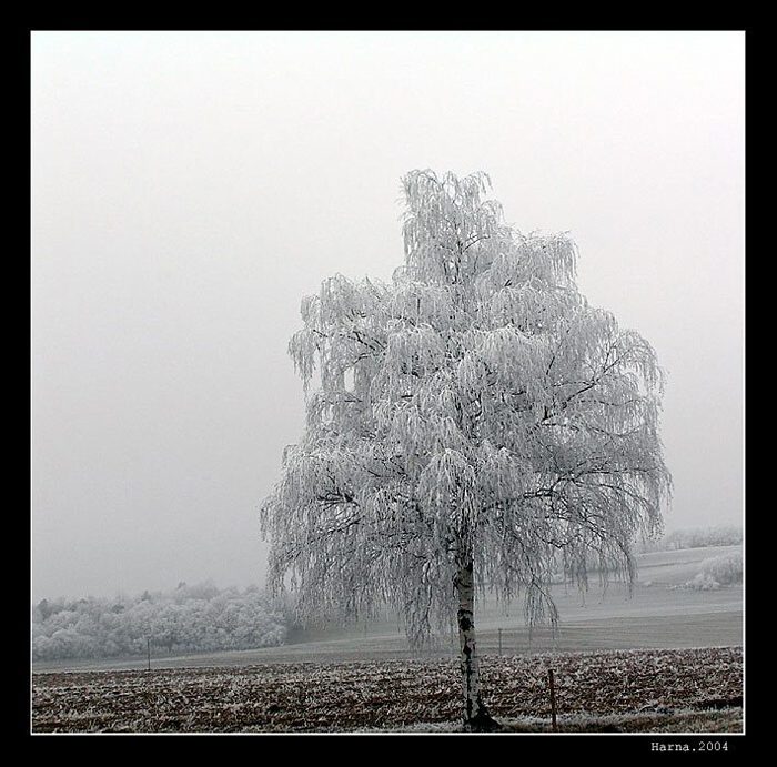 Strom Zima 2004