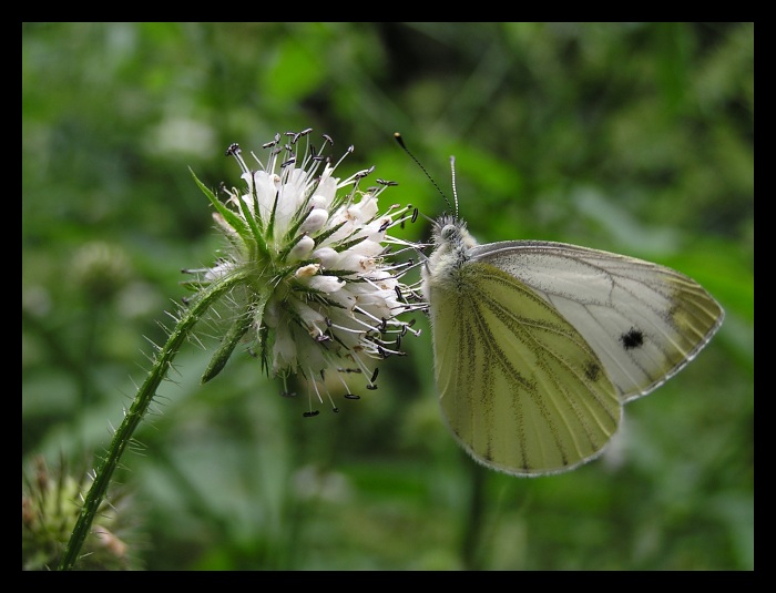 motyl II