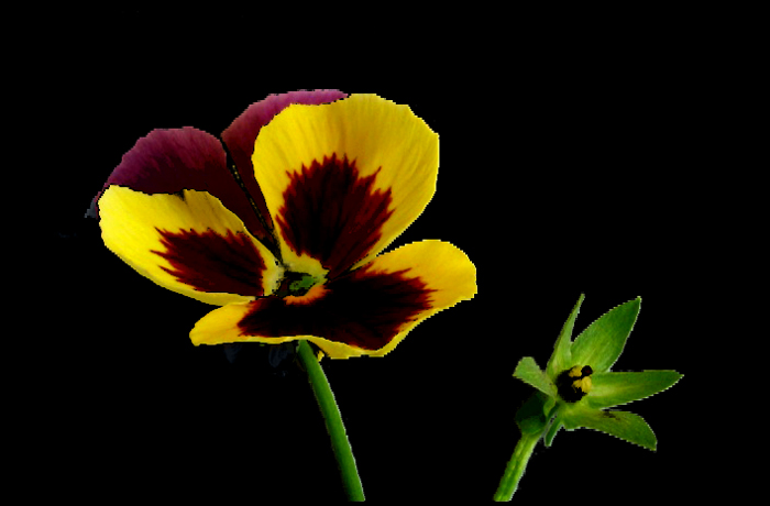 Maceška