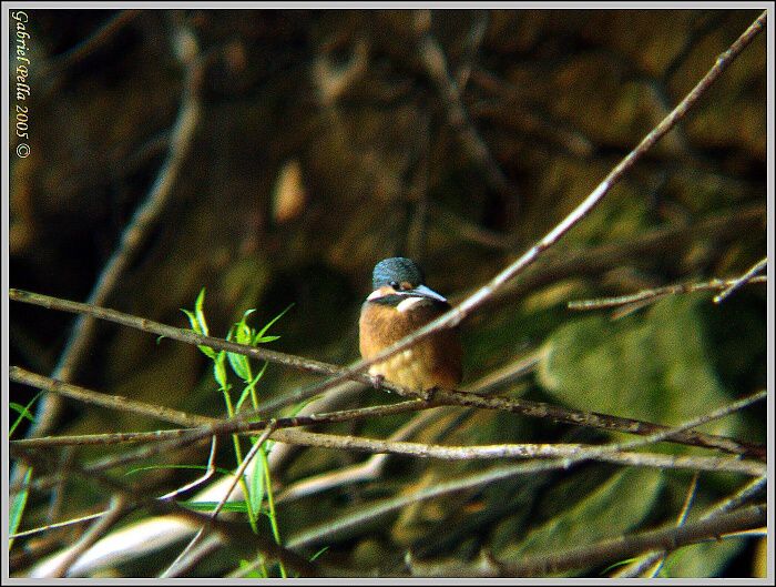 Rybárik riečny (Alcedo atthis)
