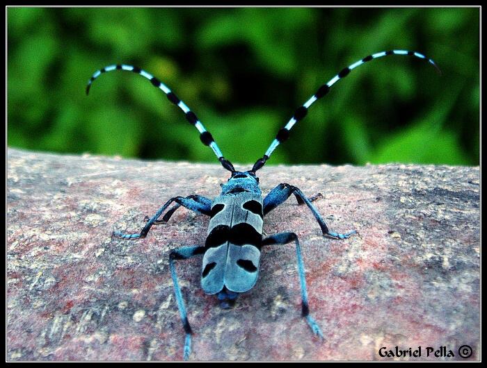 Fuzáč alpský (Rosalia alpina)