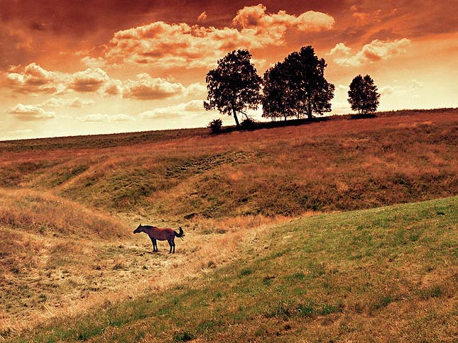 Krajina s koněm